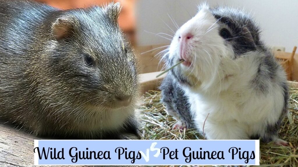...I have to admit the 'wild' guinea pig DOES look a bit like a ground hog, though...